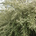 Cotoneaster pannosus P17